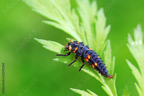 Ladybug larvae in natural state， north China © YuanGeng