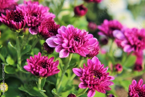 Flowers  Purple small crysanthemum