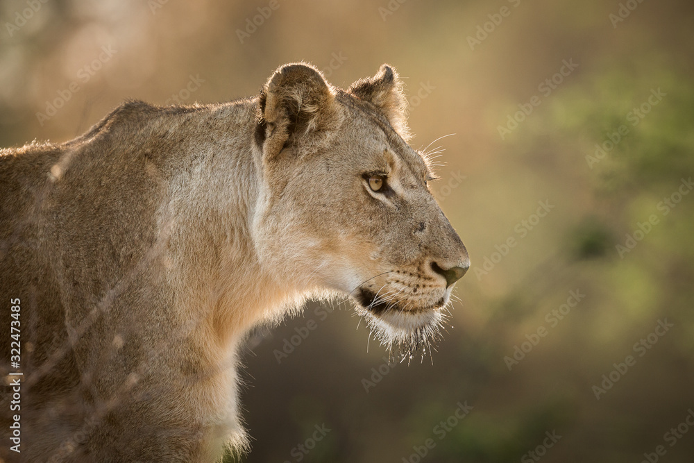 Profile portrait of a female lion, Panthera leo, backlit. Profile portrait of a female lion, Panthera leo, backlit.