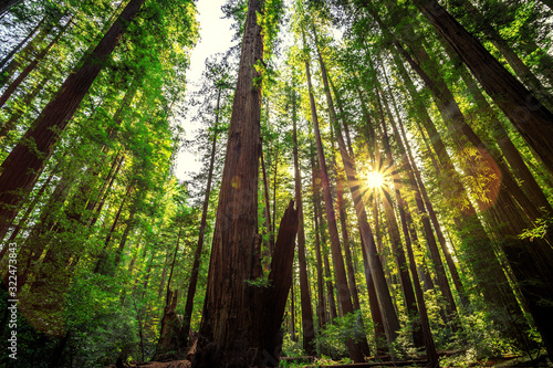 Fototapeta Naklejka Na Ścianę i Meble -  Sunrise in the Redwoods, Redwoods National & State Parks California