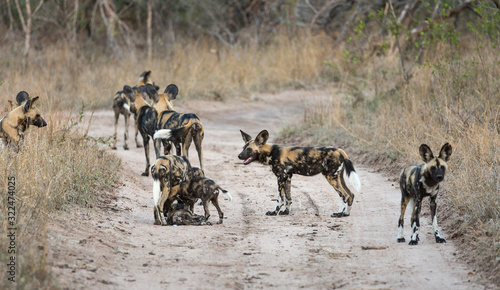 A pack of African wild dogs, Lycaon pictus, with pups, moving to a new den site along a dirt road.