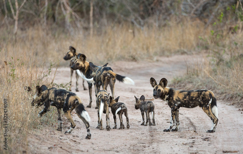 A pack of African wild dogs, Lycaon pictus, with pups, moving to a new den site along a dirt road.