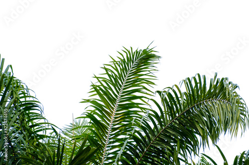 Fototapeta Naklejka Na Ścianę i Meble -  Palm leaves in isolated white background,Clipping path
