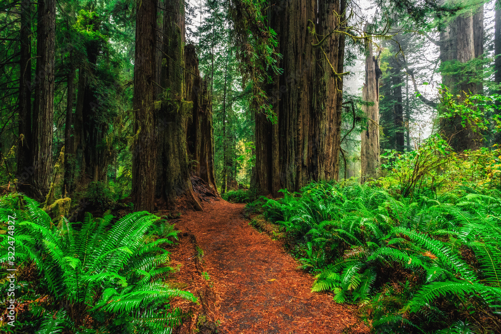 Fototapeta premium Views in the Redwood Forest, Redwoods National & State Parks California