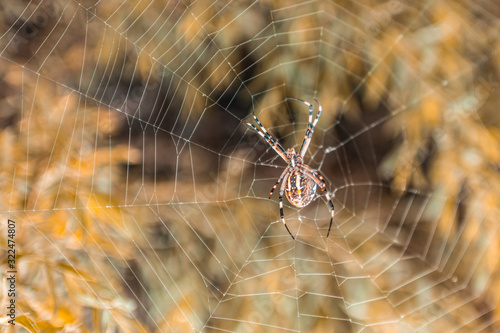 Web and spider