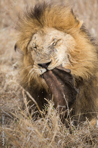 An adult male lion  Panthera leo  eating the hide of an African buffalo or Cape buffalo  Syncerus caffer.