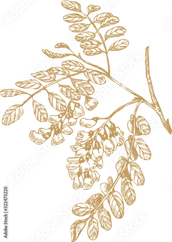 Hand drawn vector  illustration of acacia robinia branch.