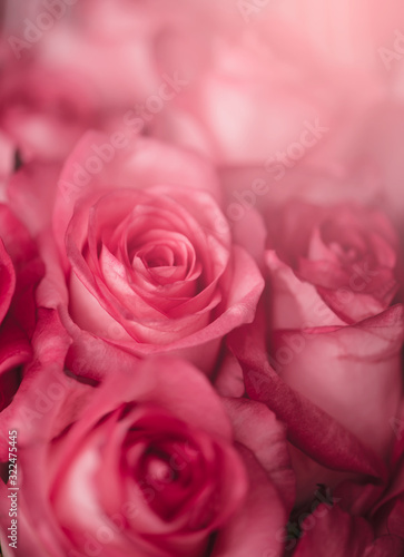 Blur Holiday concept Valentine s Day. Pink background with roses