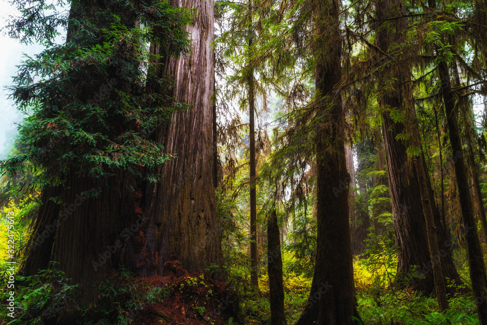 Fototapeta premium Views in the Redwood Forest, Redwoods National & State Parks California