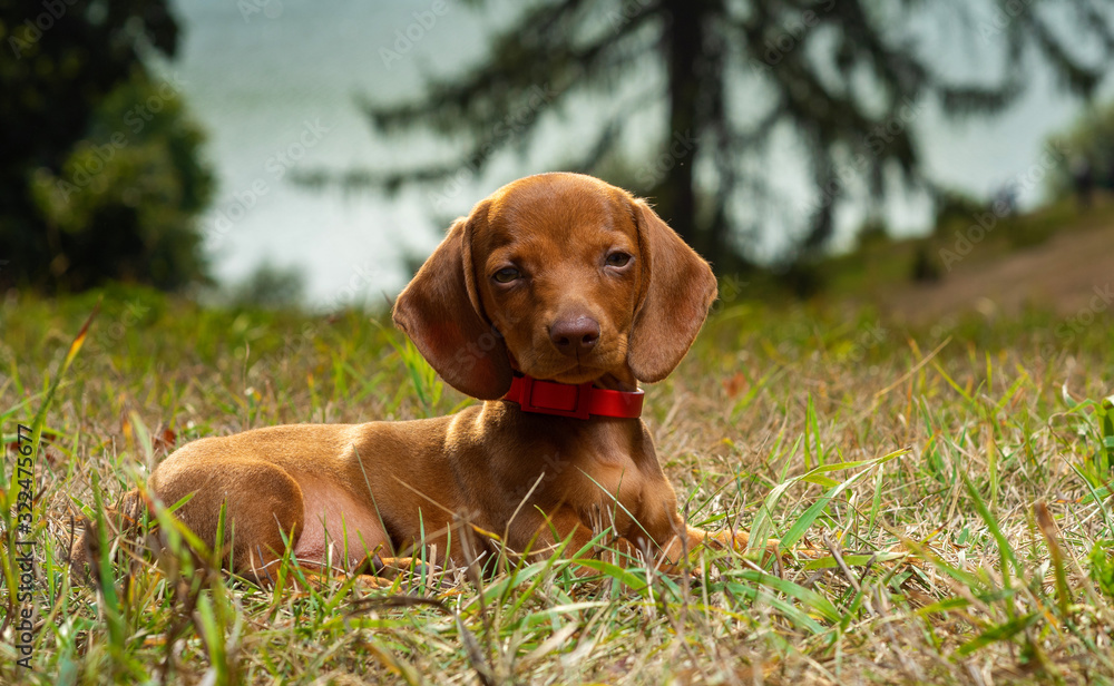 Dog breed dachshund in nature..