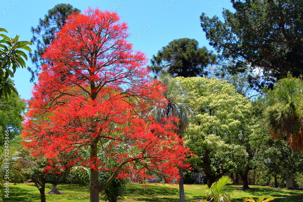Naklejka premium Brisbane Botanic Garden
