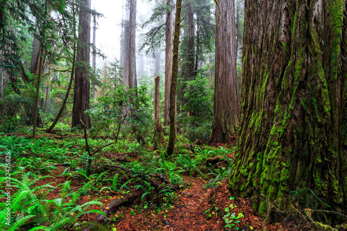 Views in the Redwood Forest, Redwoods National & State Parks California photo