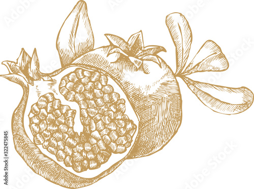 Hand drawing vector illustration of pomegranate fruit.