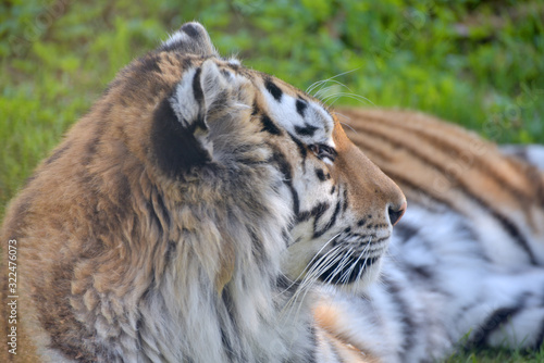 Sumatran tiger  Panthera tigris sumatrae  