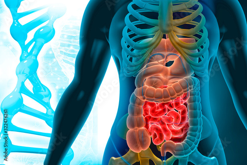 Fotografie Human body anatomy on scientific background. 3d illustration.
