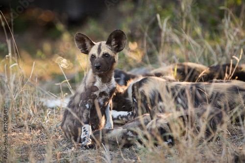 An African wild dog pup  Lycaon pictus  rising from a nap in the grass.