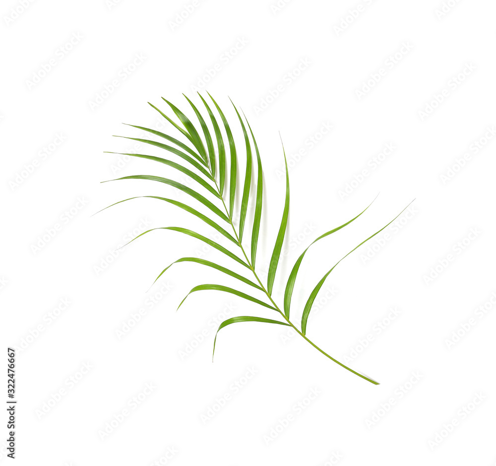 tropical nature green palm leaf isolated pattern background clipping path