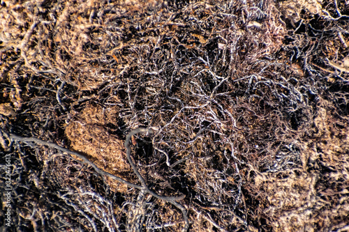 Burned tree roots and thin branches of vegetation in a common pile. Dry and lifeless black and gray fibers, ashy appearance after a fire or fire disaster