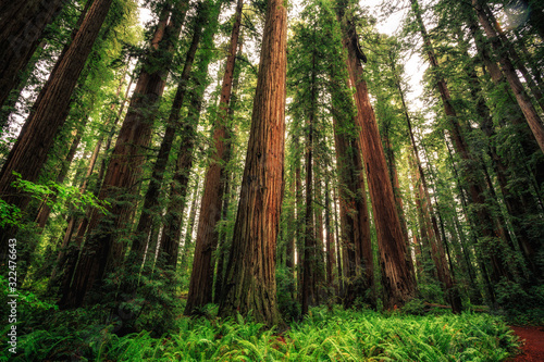 Views in the Redwood Forest, Redwoods National & State Parks California