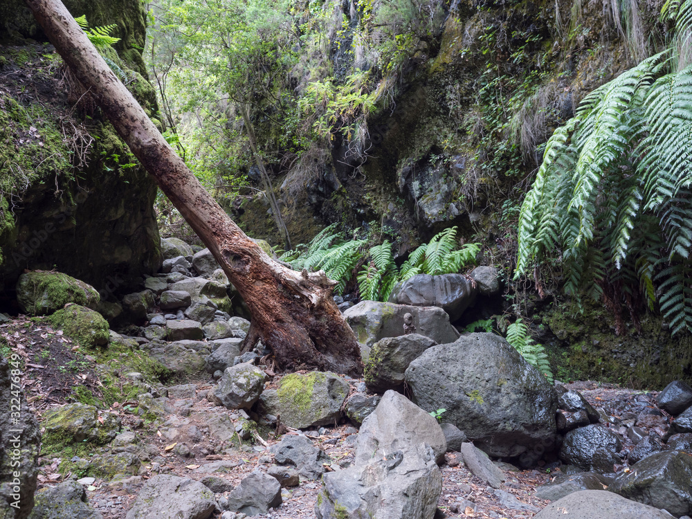 Path at mysterious Laurel forest Laurisilva, lush subtropical rainforest at hiking trail Los Tilos, La Palma, Canary Islands, Spain Path at mysterious Laurel forest Laurisilva, lush subtropical rainforest at hiking trail Los Tilos, La Palma, Canary Islands, Spain