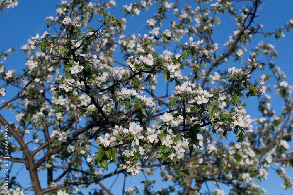 Apple tree branches spring with green leaves and white and pink flowers against the blue sky Apple tree branches spring with green leaves and white and pink flowers against the blue sky