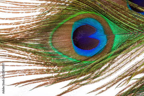  peacock feather