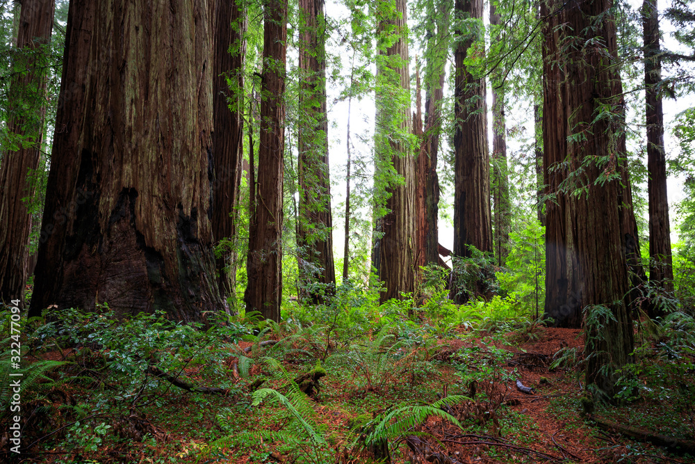Obraz premium Views in the Redwood Forest, Redwoods National & State Parks California