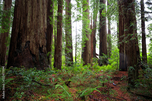 Views in the Redwood Forest  Redwoods National   State Parks California