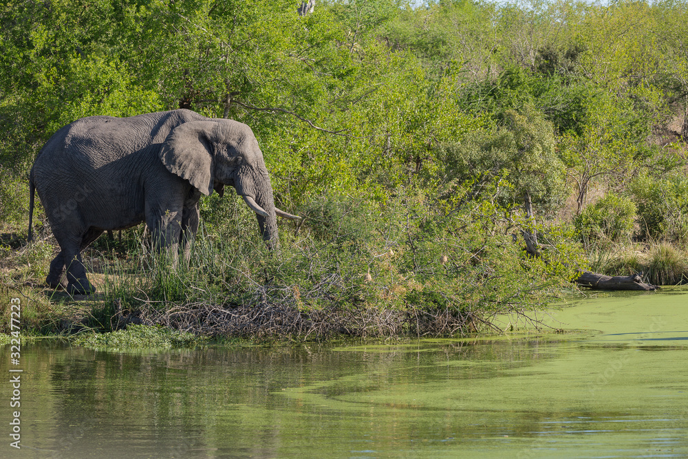 Fototapeta premium An African elephant, Loxodonta africana, eating in front of green trees and a water hole covered in green algae.