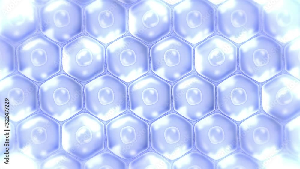 Human skin cells. Each cell with membrane. Cellular therapy. Disease treatment. Nucleus and vacuole. Regeneration. Loop animation. Human skin cells. Each cell with membrane. Cellular therapy. Disease treatment. Nucleus and vacuole. Regeneration. Loop animation.