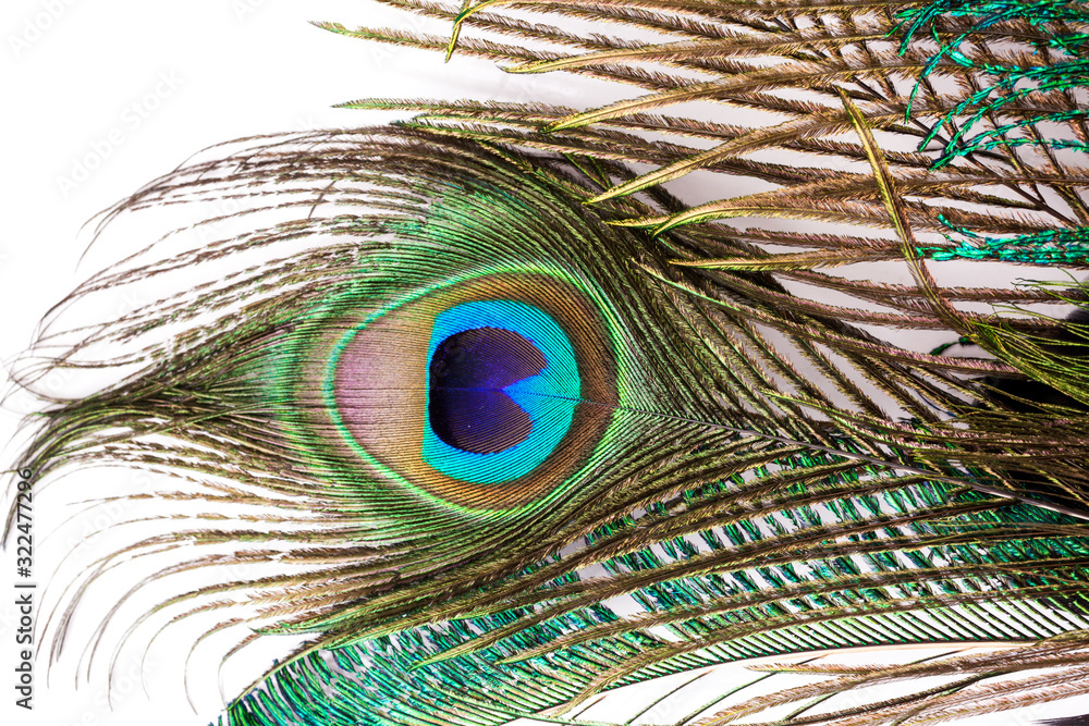 Fototapeta premium peacock feather