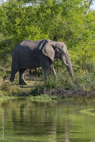 An African elephant  Loxodonta africana  eating in front of green trees and a water hole covered in green algae.