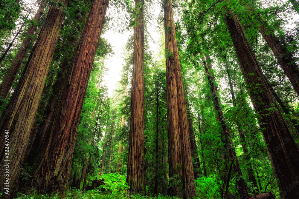 Views in the Redwood Forest, Redwoods National & State Parks California Views in the Redwood Forest, Redwoods National & State Parks California