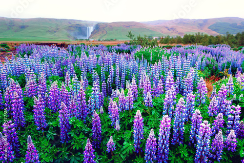 Incredible landscape with lupine flowers field and famous Skogafoss waterfall on background. Iceland, Europe