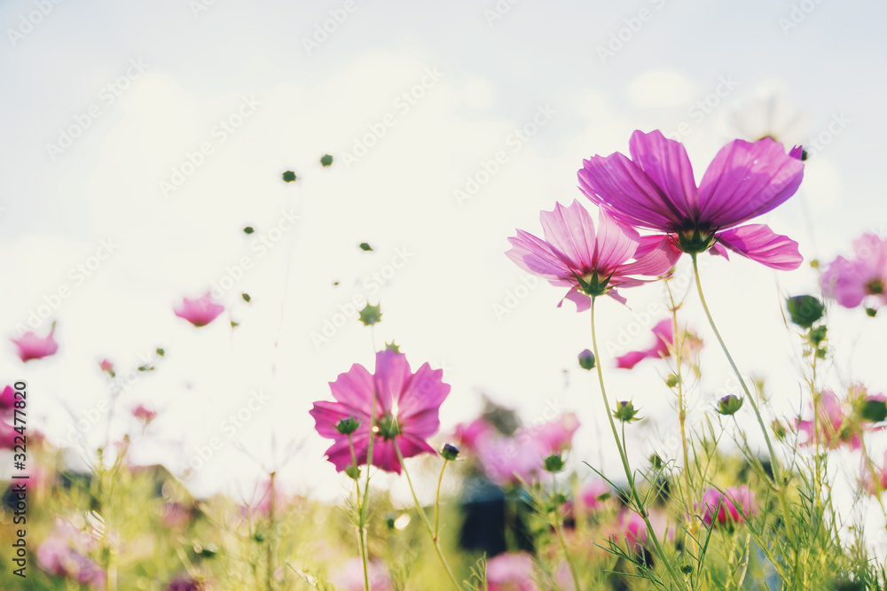 pink cosmos flower blooming in the field at morning