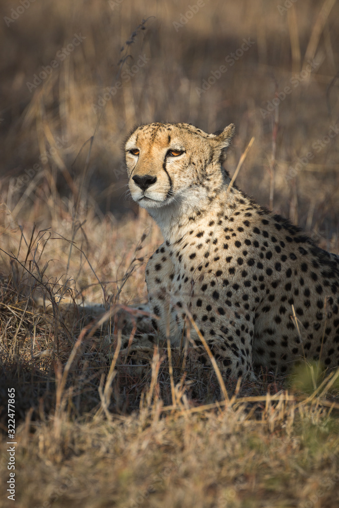 A cheetah, Acinonyx jubatus, resting in tall grass. A cheetah, Acinonyx jubatus, resting in tall grass.