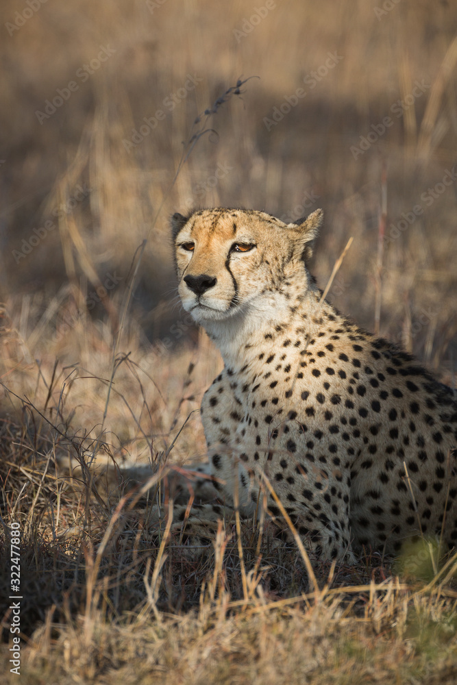 Naklejka premium A cheetah, Acinonyx jubatus, resting in tall grass.