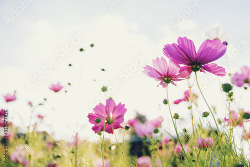 pink cosmos flower blooming in the field at morning