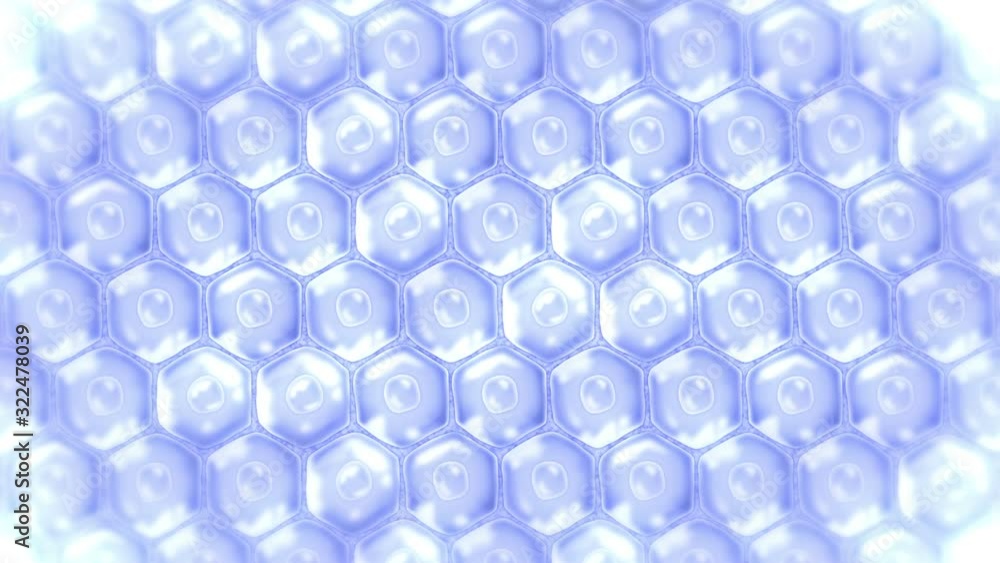 Human skin cells. Each cell with membrane. Cellular therapy. Disease treatment. Nucleus and vacuole. Regeneration. Loop animation. Human skin cells. Each cell with membrane. Cellular therapy. Disease treatment. Nucleus and vacuole. Regeneration. Loop animation.