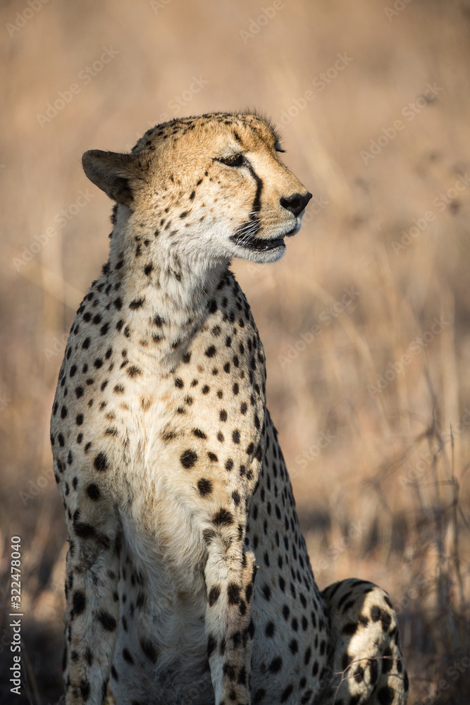 A cheetah, Acinonyx jubatus, standing in tall grass. A cheetah, Acinonyx jubatus, standing in tall grass.