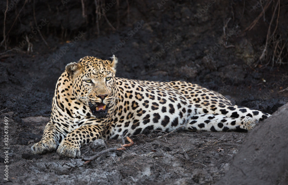 A large and scarred male leopard, Panthera pardus, resting in a muddy riverbed. A large and scarred male leopard, Panthera pardus, resting in a muddy riverbed.