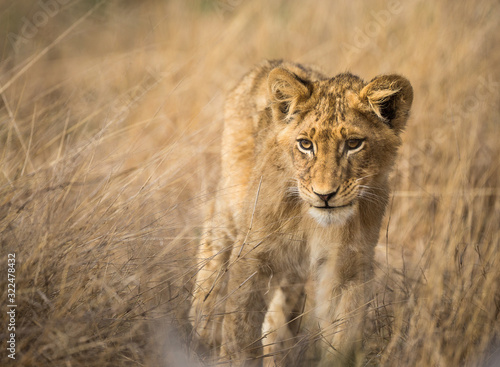 A lion cub, Panthera leo, walking through tall grass.