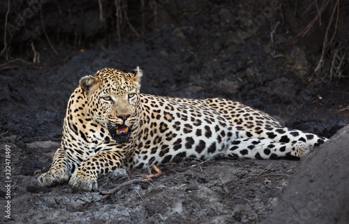 A large and scarred male leopard  Panthera pardus  resting in a muddy riverbed.