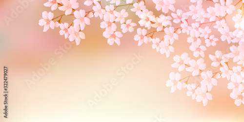桜　春　花　背景