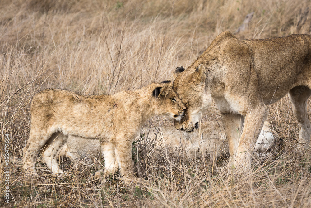 A female lion, Panthera leo, nuzzling her cub. A female lion, Panthera leo, nuzzling her cub.
