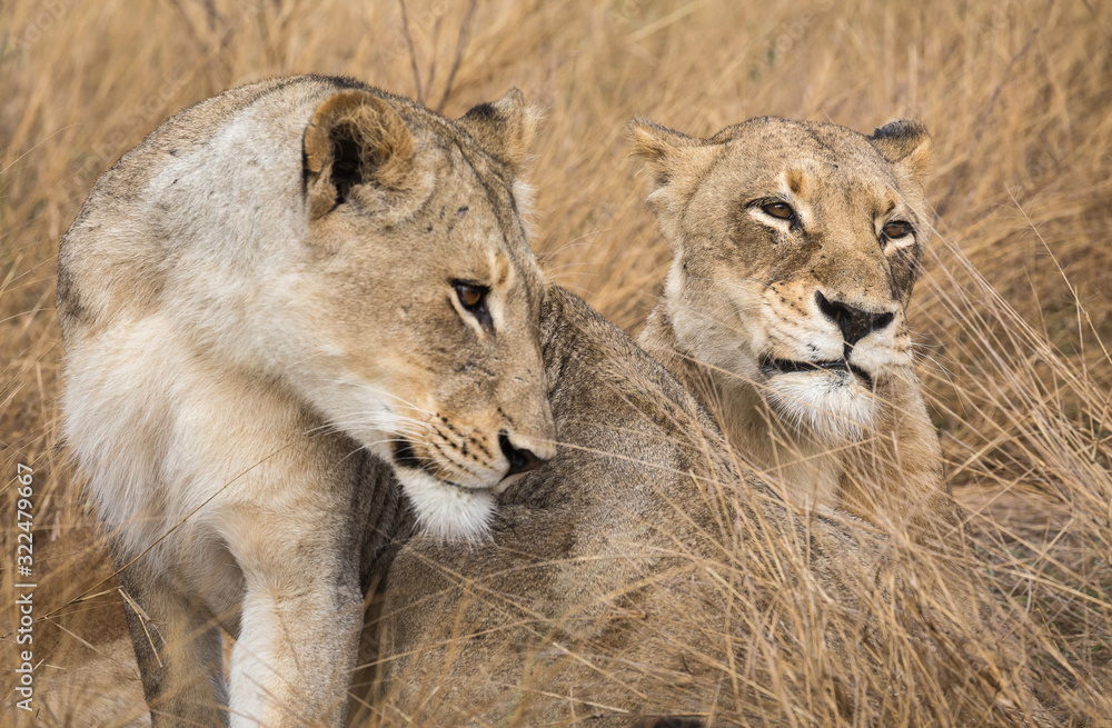 Obraz premium A pair of female lions, Panthera leo, resting in the grass.