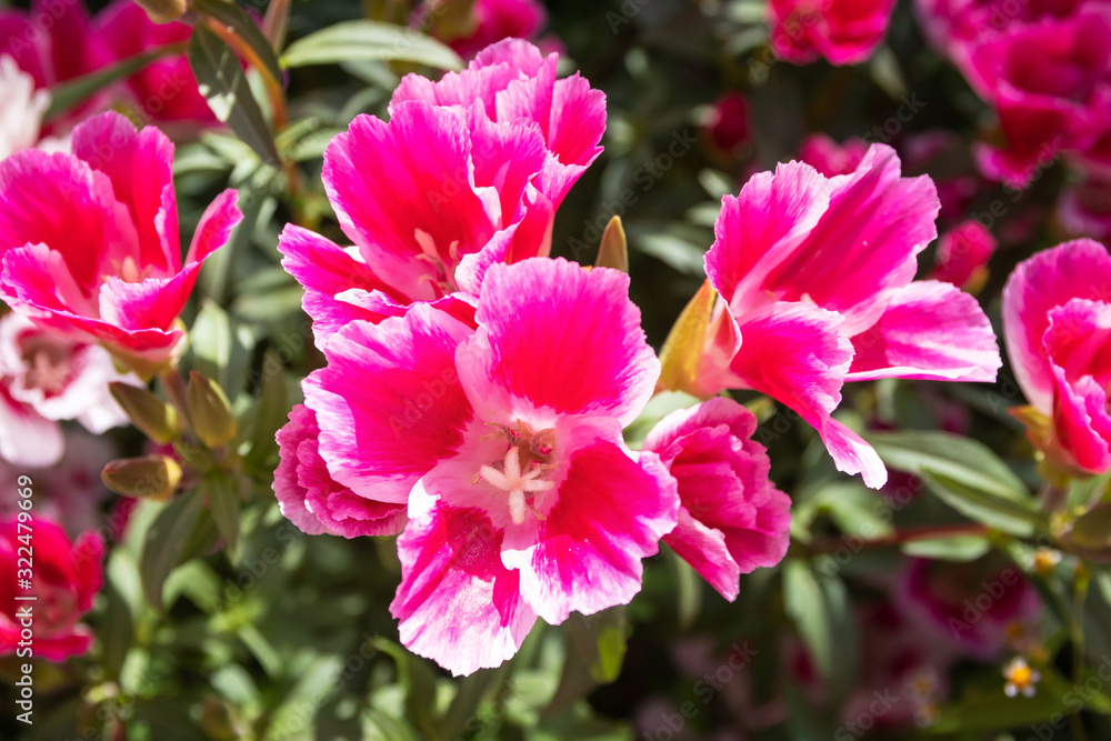 Delicate pink flowers with nature sunlight in morning garden.