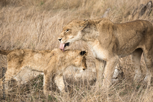 A female lion, Panthera leo, licking her cub.