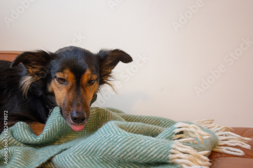 Dachshund dog looking tired and thirsty sitting on a brown sofa and baby green blanket. Black brown sausage dog polling is red pink tongueout with half closed eye waiting for water. Dreamy sleepy dog. photo