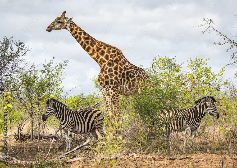 Obraz premium A giraffe, Giraffa camelopardalis, towers over two plains zebras, Equus quagga.
